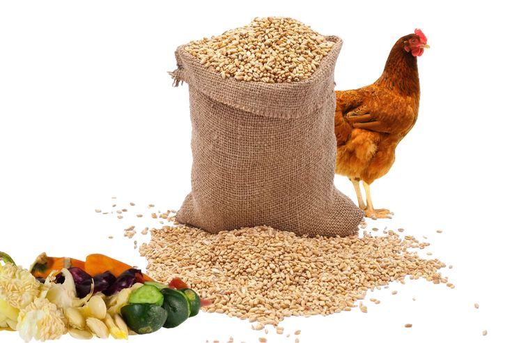 Poultry food machine